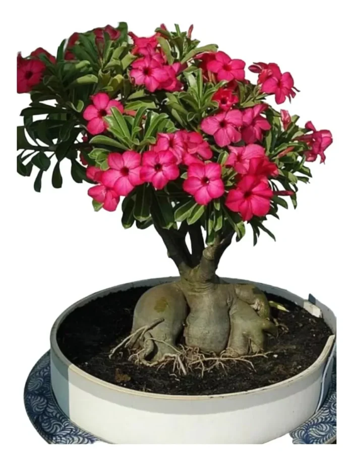 Rosa Do Deserto - Image 2